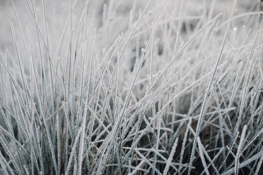 Close-up of Frozen Icy Grass