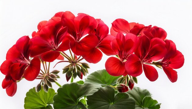 beautiful bright red geranium flowers close up on white isolated background