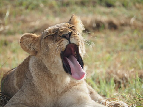 Close up of lion yawning or growling at camera - African Safari in Hwange Park, Zimbabwe