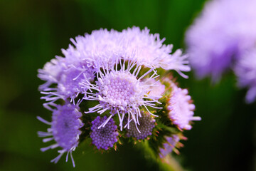 Macro photo of a weed plant of the type Ageratum conyzoides. This plant is a herbal plant that originates from Tropical America and grows wild around agricultural land. Plant Closeup. Macrophotography