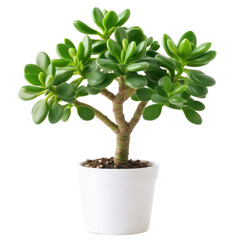 Jade bonsai tree with lush green leaves and intricate branches displaying natural beauty and elegance isolated white background