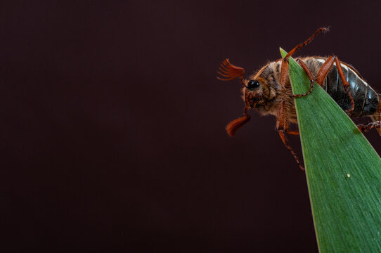 Tree-beetle (Melolontha vulgaris)