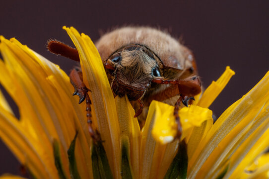 Tree-beetle (Melolontha vulgaris)