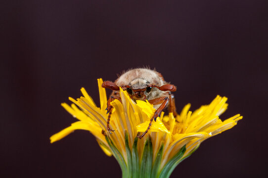 Tree-beetle (Melolontha vulgaris)