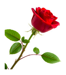 Fototapeta premium Red rose with green leaves isolated on transparent background