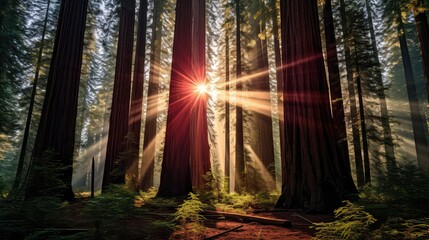 trees red wood