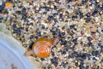 Macrophotography of snail trapped in sandy soil. Small snail with spiral shell crawling. Aquatic plants background, nature, aquarium. Closeup of a snail crawling on sand. Copy Space. Negative Space
