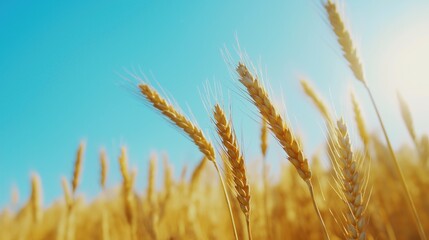 Fototapeta premium Golden Wheat Field Swaying in Breeze