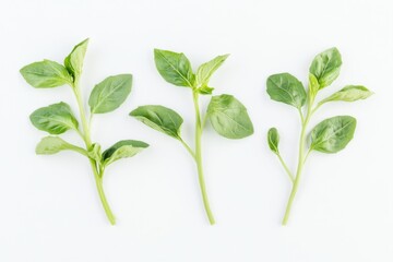 Fototapeta premium Fresh basil leaves arranged on a clean white background showcasing vibrant green colors and details