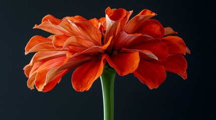 Obraz premium A bright orange zinnia with bold, layered petals forming a perfect bloom, isolated against a blank background --chaos 20 --ar 16:9 --quality 2 --v 6.1 Job ID: e57cfd62-5830-403f-a06d-84e3d663a0bb