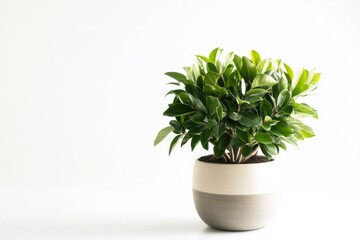 Professional stock photo of Arachios in a modern pot set against a minimalist white background