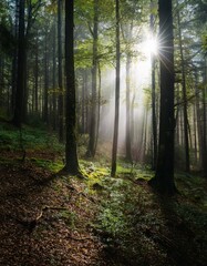 Obraz premium dense forest in autumn with colored leaves and sun shining through fog