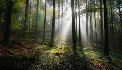 Obraz premium dense forest in autumn with colored leaves and sun shining through fog