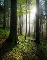 Obraz premium dense forest in autumn with colored leaves and sun shining through fog