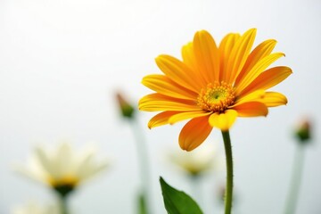 Colorful flower in isolation on plain white surface, garden, flowers on white