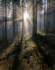 Fototapeta premium dense forest in autumn with colored leaves and sun shining through fog