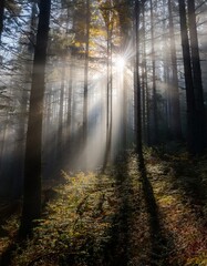 Obraz premium dense forest in autumn with colored leaves and sun shining through fog
