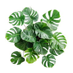 Captivating monster plant with bold features and unique leaf patterns making a stunning statement in any room isolated white background