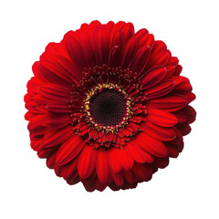 Vibrant red flower capturing attention with its bold color and intricate petal design against a neutral background isolated white background