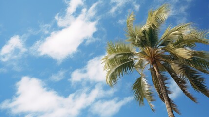 nature palm trees blue sky