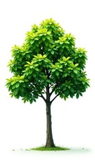 Fototapeta premium Tree isolated on white background with branches and leaves, minimalist, calmness, leaf