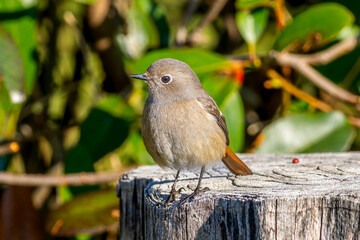 切り株にとまるジョウビタキ