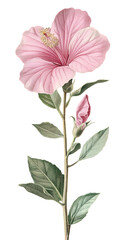 illustration of hibiscus flowers isolated on a transparent background