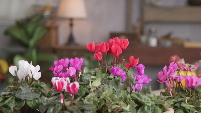 A vibrant collection of cyclamen flowers in red, pink, and white, set against a cozy indoor backdrop with rustic decor.