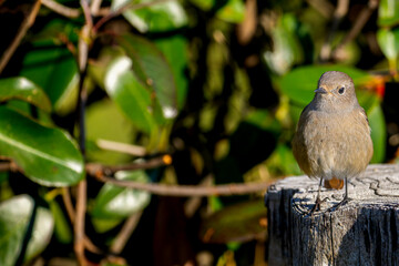 切り株にとまるジョウビタキ