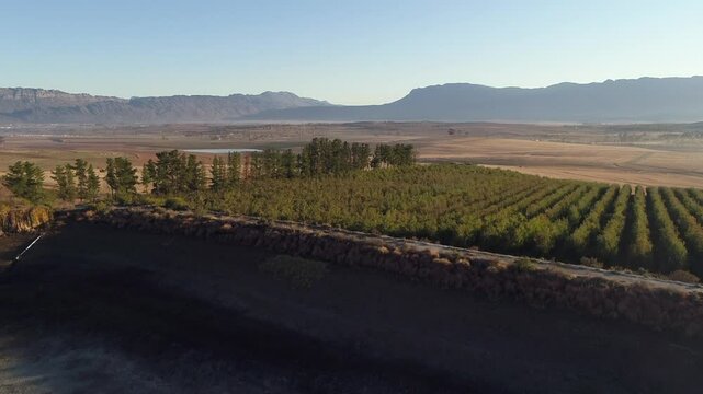 Aerial rising over irrigation pond reveals fruit orchard on mtn plateau