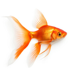 Fototapeta premium Goldfish with Big Tail on White Background