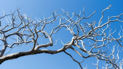 Obraz premium twisted tree branches isolated