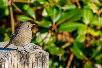 Obraz premium 切り株にとまるジョウビタキ