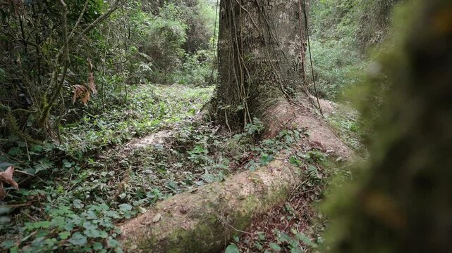 Massive Timbo tree with exposed roots, surrounded by thick vegetation in a dense tropical forest, medium establishing