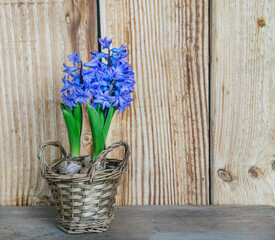 blue hyacinth in flower in a decorative wicker pot on a table and against wooden wall
