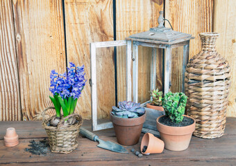 succulents plants potted and hyacinth on a table and against a wooden wall with home decoration...