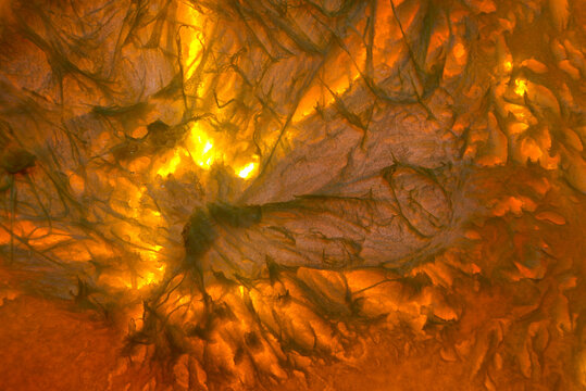 closeup macro thin slice acorn squash Cucurpita pepo light table