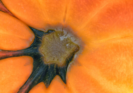 closeup macro acorn squash top patterns coloration