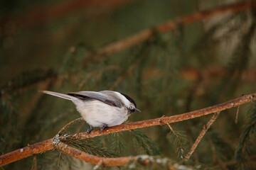 Black-capped Chickadee (Poecile atricapillus) on a branch