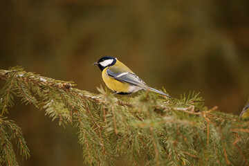 Fototapeta premium A beautiful great tit sitting on the snowy spruce twig. Parus major. 