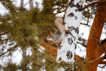 In winter and autumn, the squirrel sits on branches without leaves. Eurasian red squirrel