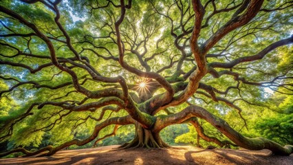 Detailed panoramic view of a majestic tree's intricate branch structure, showcasing unique twists and turns, set against a serene natural background , forest scenery, arboristic features