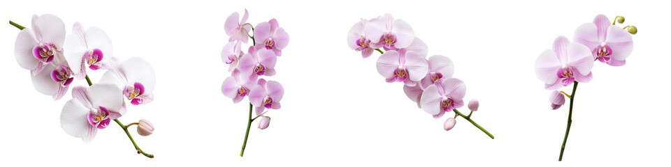 Stunning close up view of delicate pink orchid flowers in full bloom with lush petals and foliage against a clean white background  The vibrant