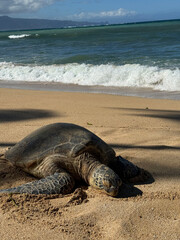 Large Sea Turtle Rest Beach Hawaii Maui