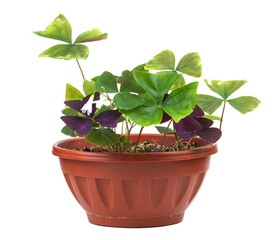 Four-leave clover in planting pot isolated against white