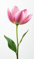 Obraz premium Delicate flower with soft petals on a white background, isolation, white background