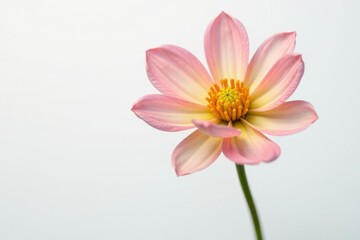 Obraz premium Delicate flower with intricate petals isolated on white background, single flower, flora, isolated plant
