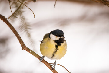 Obraz premium Great tit (Parus Major) sitting on a branch in winter