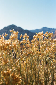 Dry Rubber Rabbitbrush 