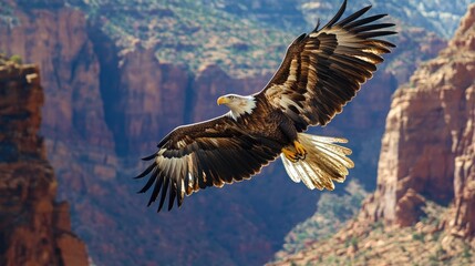 Fototapeta premium Majestic eagle soars gracefully through the canyon with open wings